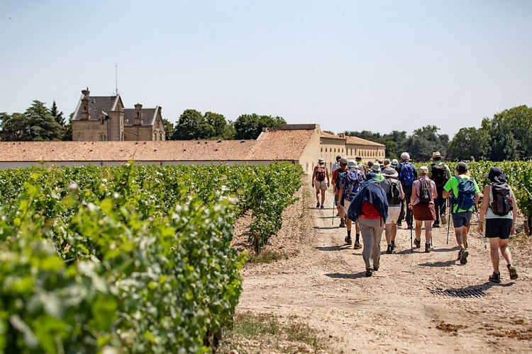 Vignobles de Pauillac