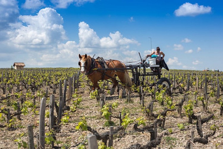 Chateau Pontet-Canet