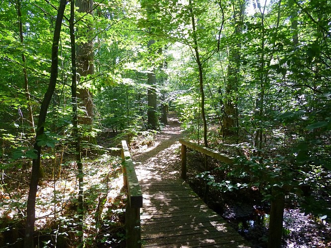 Traverser les petits ponts de bois dans la forêt de la tourbière