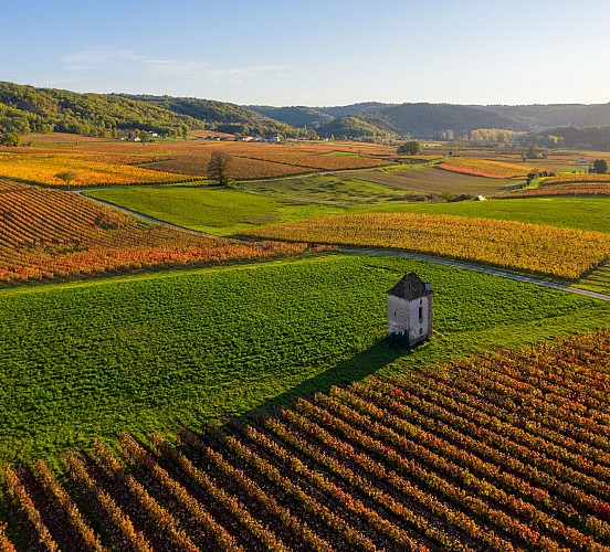 Vignoble et maison de vigne à Albas en automne