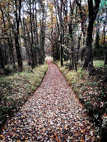 211126_Chemin automne_Bélaye 