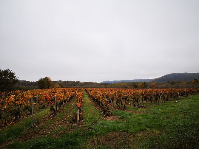 221130_Vignes automne_PR Caillac -