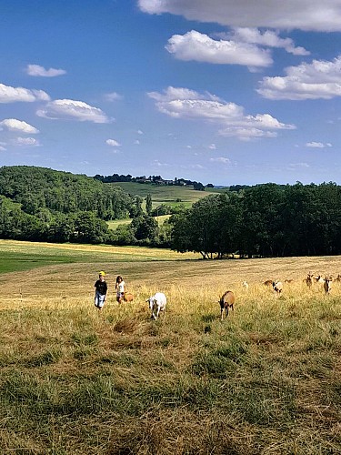 La chèvre qui rit