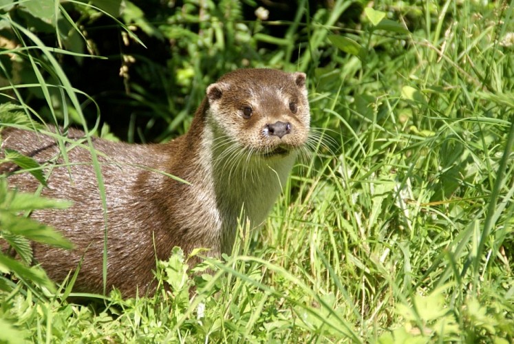 La Loutre_européenne