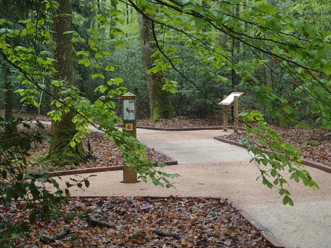 Le sentier de l'Orée du bois