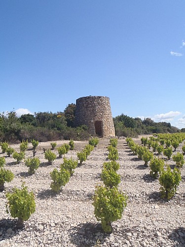 Moulin dans vignoble AOC Muscat de St Jean de Minervois