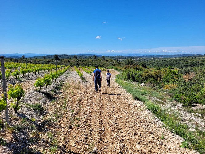 StJean_oenorando_vignes_LLemoine