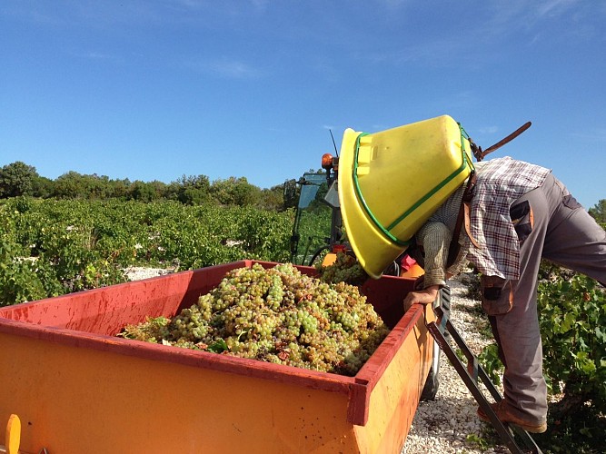 VENDANGES