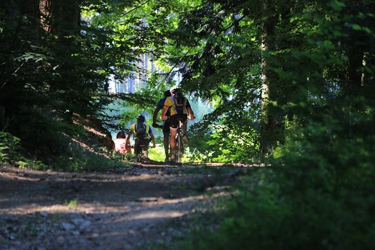 Circuit n°43 - La Croix des Olmes - Espace VTT-FFC Massif des Bois Noirs