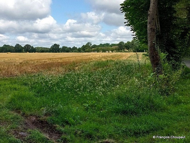 Clairière Saint-Laurent