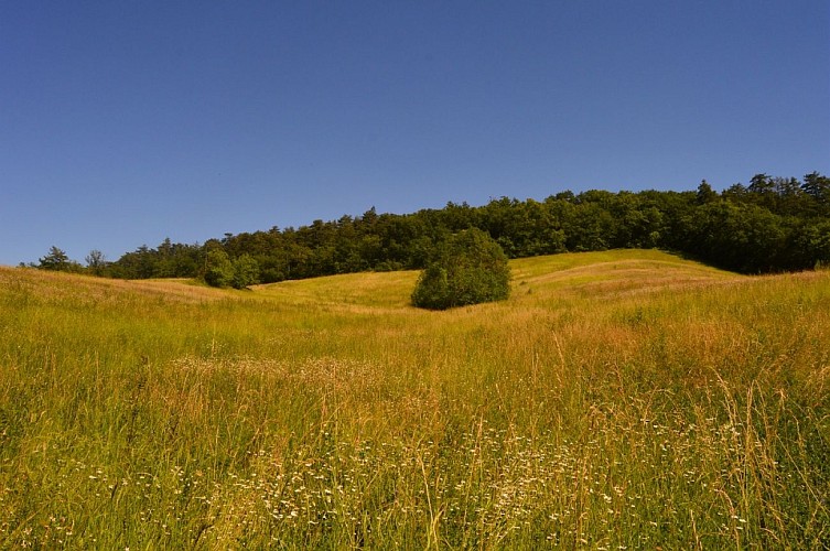 Randonnee à Montégut