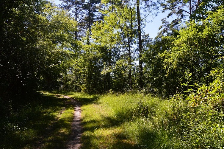 Randonnee à Montégut