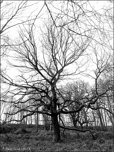 Autour de la Haute Forêt