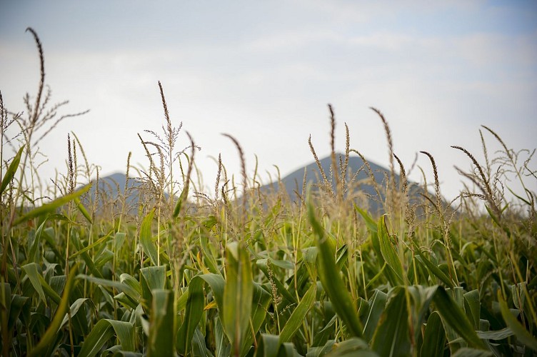 Terrils d'Haillicourt