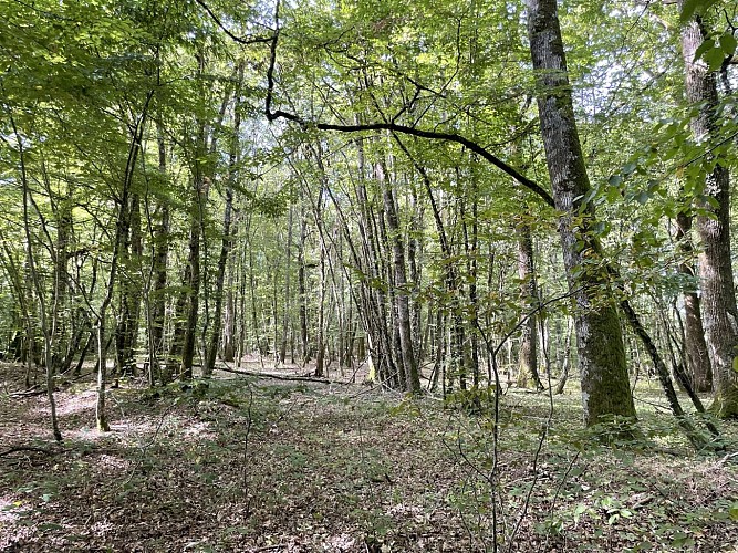 Bois du Grand Garreau