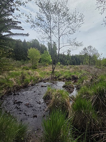 Fagne des anomalies ruisseau
