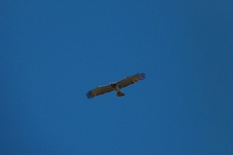 Circaète Jean-le-Blanc