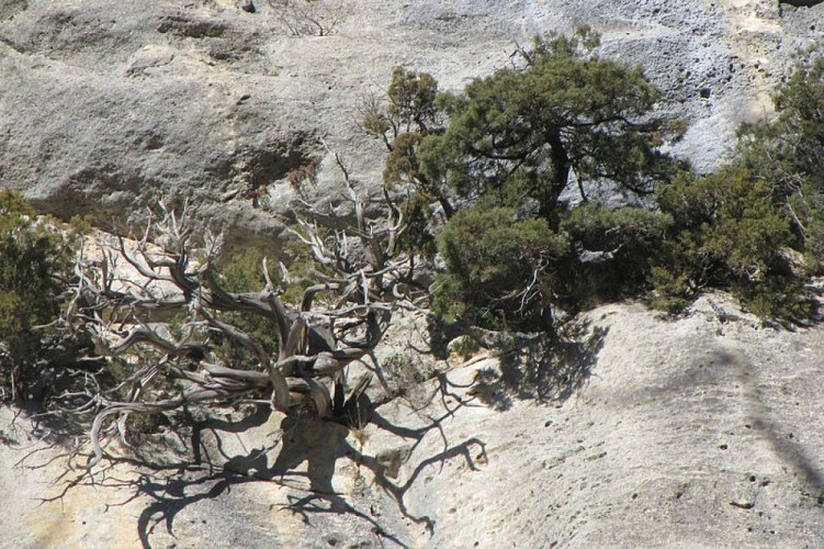 Genevrier de Phénicie