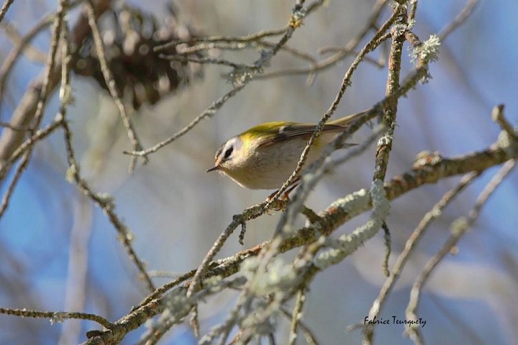 Roitelet triple-bandeau