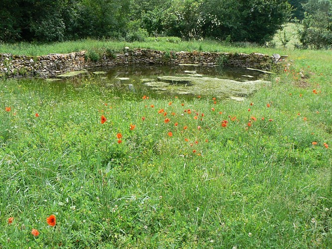 Mare du mas de Cousis