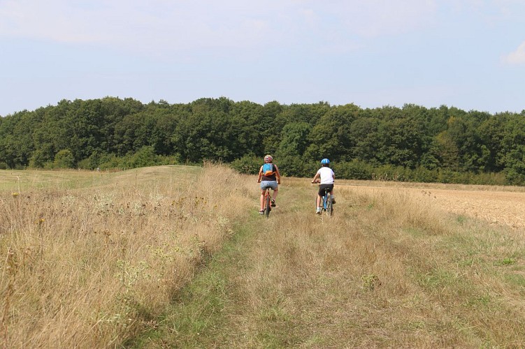 La foret de Châteauneuf
