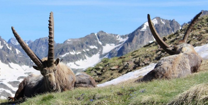LA HTE VESUBIE - LA GORDOLASQUE 