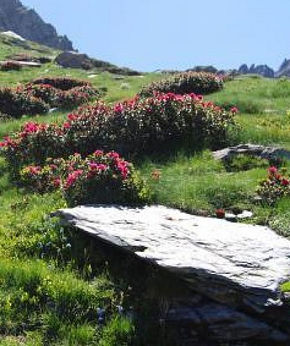 LA HTE VESUBIE - LA GORDOLASQUE 