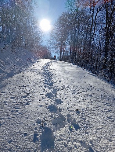 Section Forêt vers le col de la Geneste