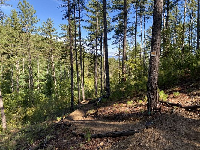 Portion dans les bois