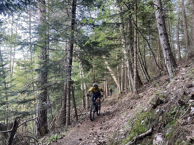 Ambiance forestière