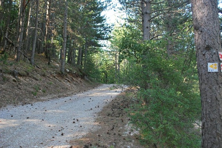 Forêt Domaniale de Beynon
