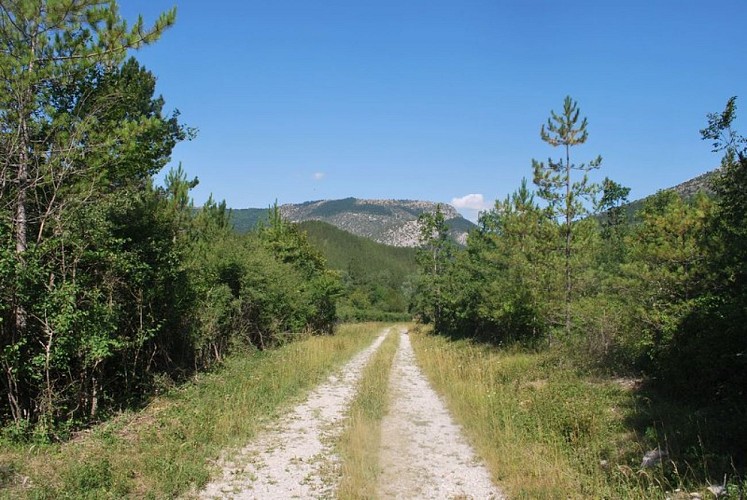 Piste forestière