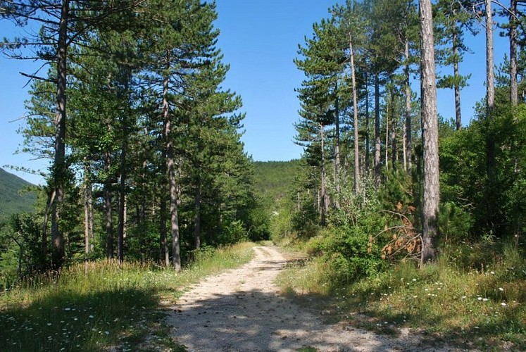 Plantations de pins d'Autriche