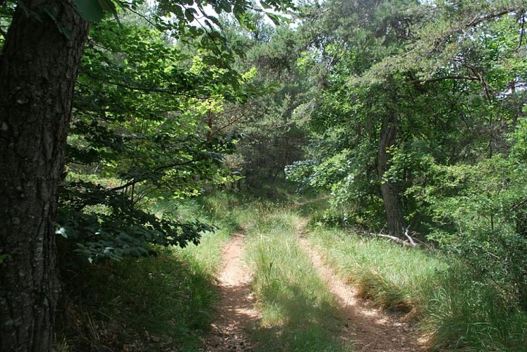 Portion ombragée en sous-bois