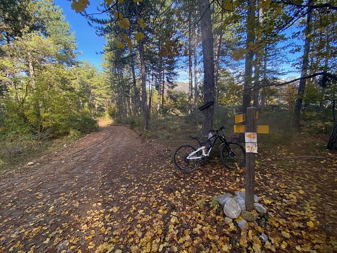 Ambiance forestière