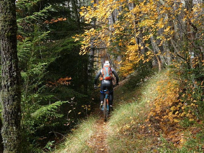 Ambiance forestière