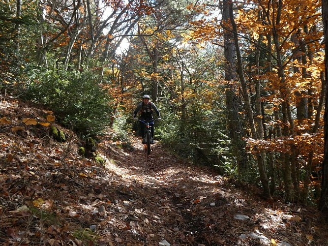 Forêt Domaniale de l'Oule