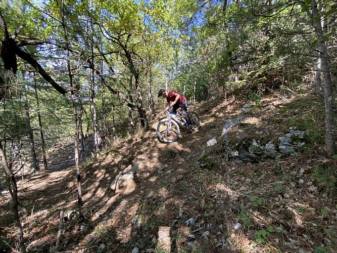 De belles epingles en sous-bois