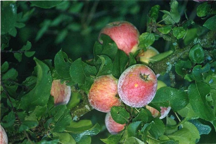 Pommes de Loire-et-Cher