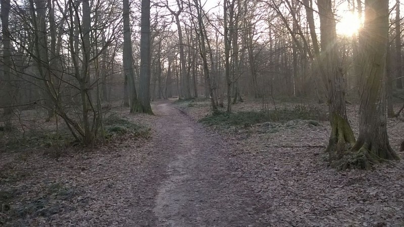 Sous bois par une belle et fraîche matinée