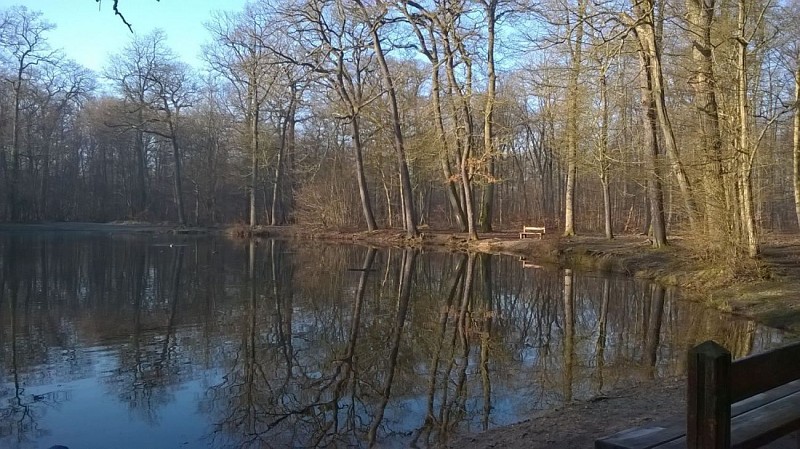 Foret de St Germain en Laye - La mare aux canes
