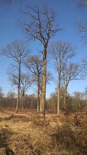 Foret de St Germain en Laye - Quelques beaux arbres