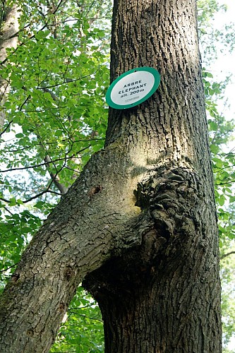 Circuit de l'Arbre Éléphant