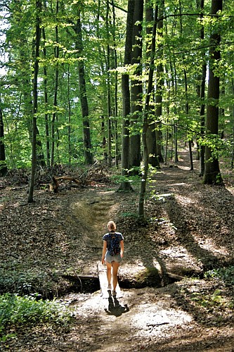 Circuit de l'Arbre Éléphant