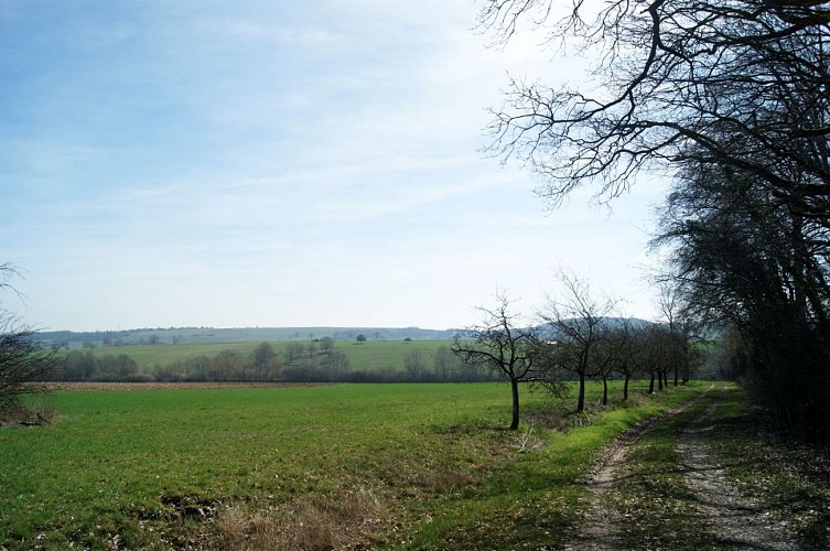 Circuit de l'Arbre Éléphant