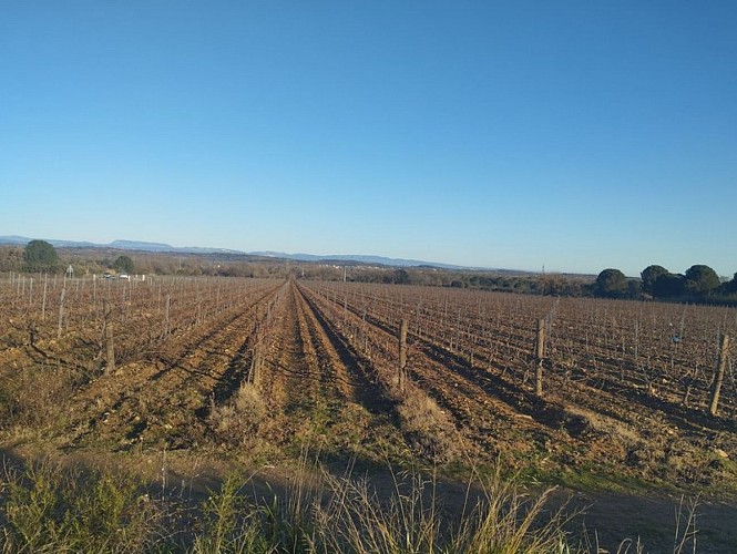 EuroVelo 8 Argelès / Le Boulou (Development 2024)