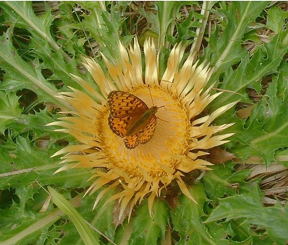 Chemin des cardabelles_Campestre-et-Luc