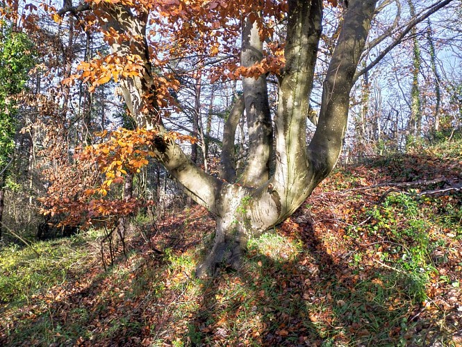 A la conquête de Château Gaillard