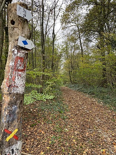 bois du Grand Benoît