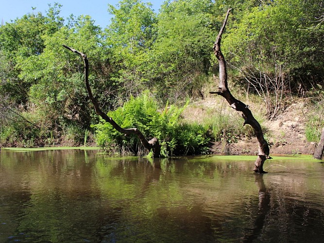 A Mios, balade au fil de l'Eyre